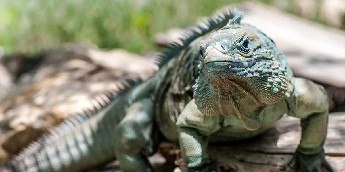  Iguanas 