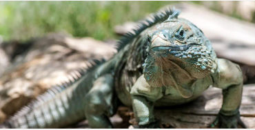  Iguanas 