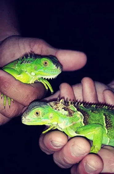  Iguanas
