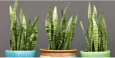 snake plant