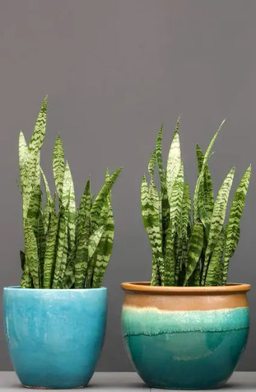snake plant