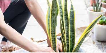 Snake Plants