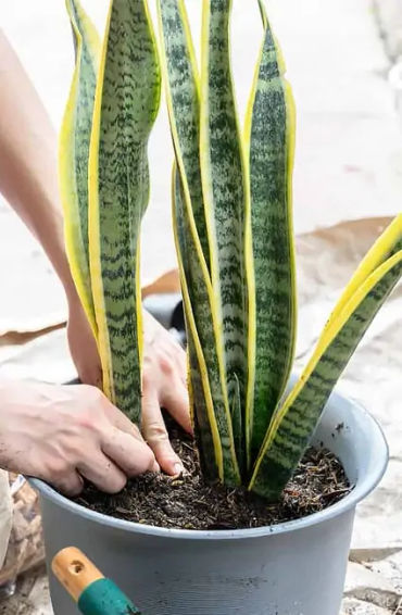 Snake Plants