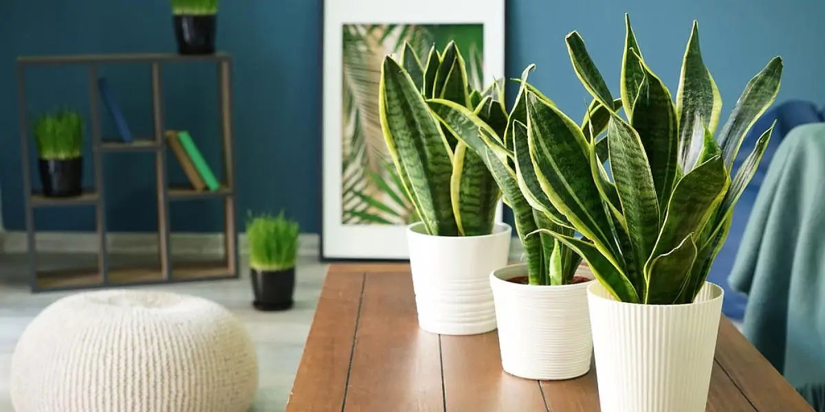 Snake Plant