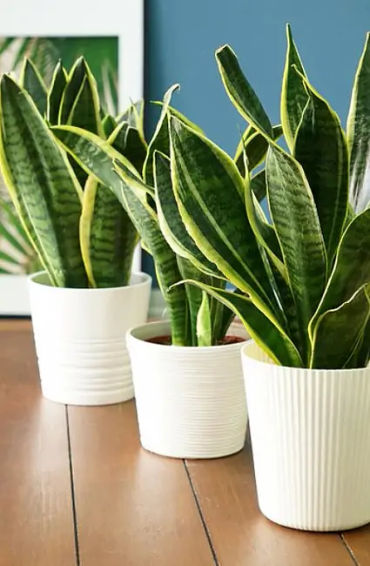 Snake Plant