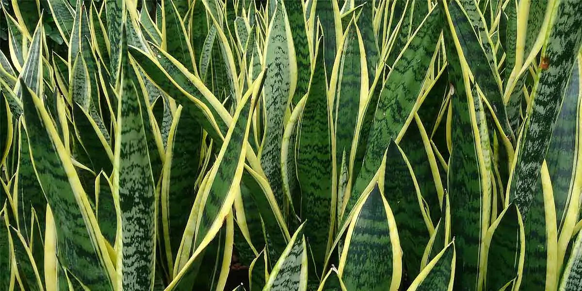snake plant