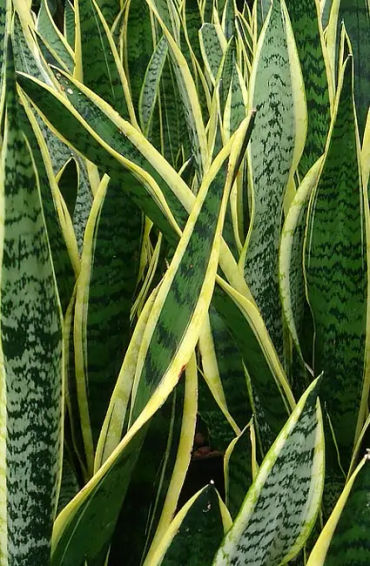 snake plant