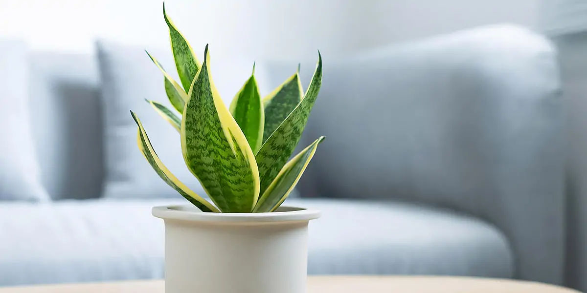 snake plant