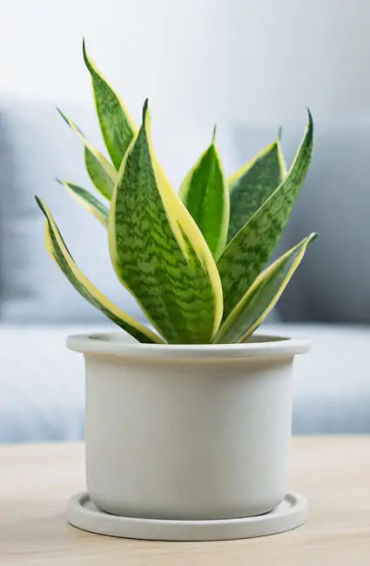 snake plant