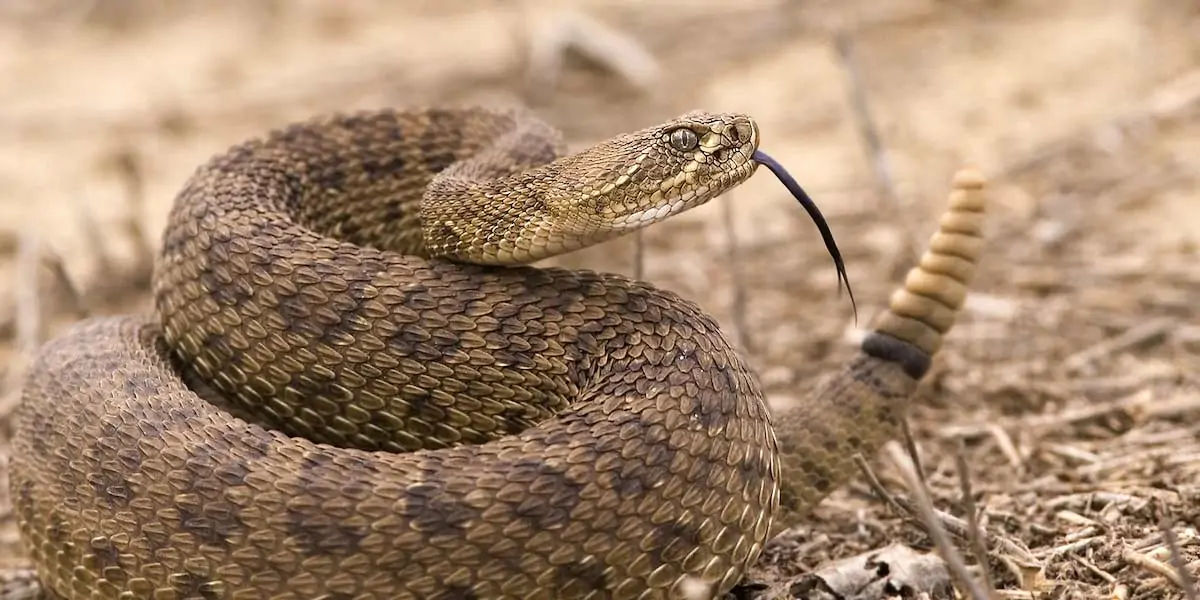 rattlesnake, snakes, reptiles