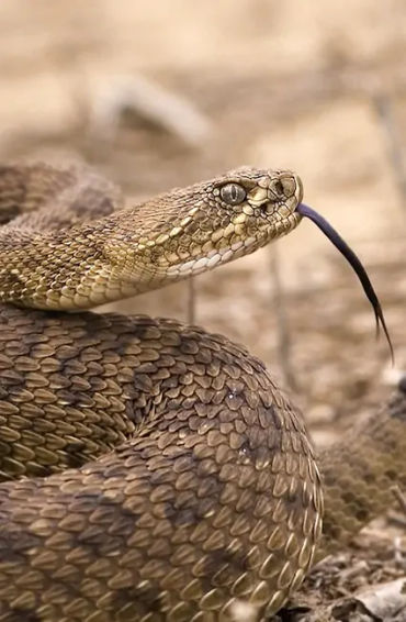 rattlesnake, snakes, reptiles