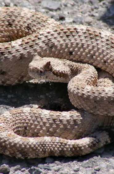 rattlesnake, snakes, reptiles