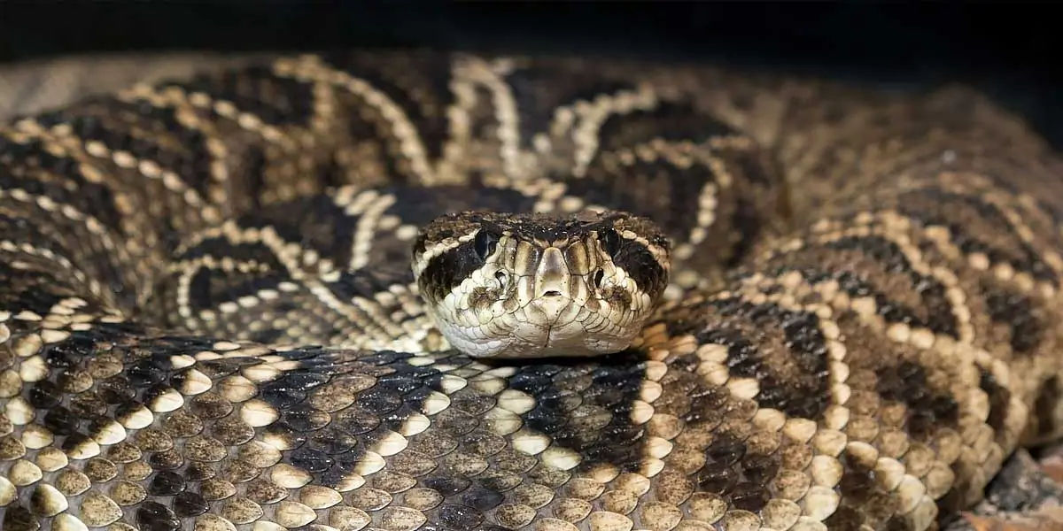 rattlesnake, snakes, reptiles