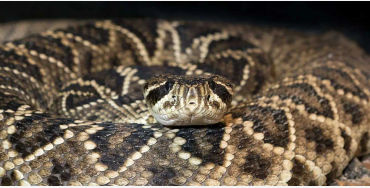 rattlesnake, snakes, reptiles
