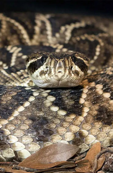 rattlesnake, snakes, reptiles