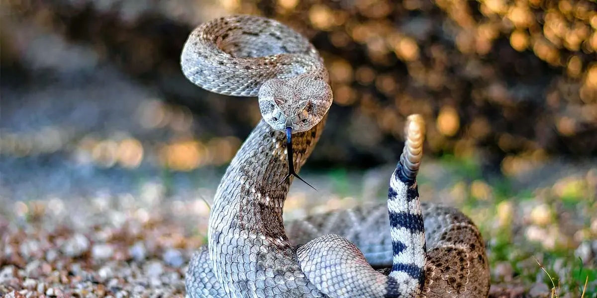 rattlesnake, snakes, reptiles