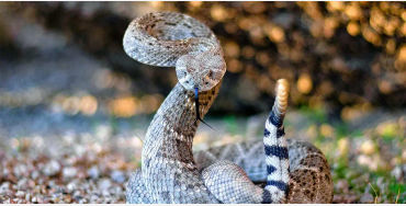 rattlesnake, snakes, reptiles