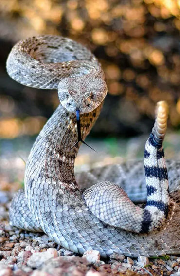 rattlesnake, snakes, reptiles