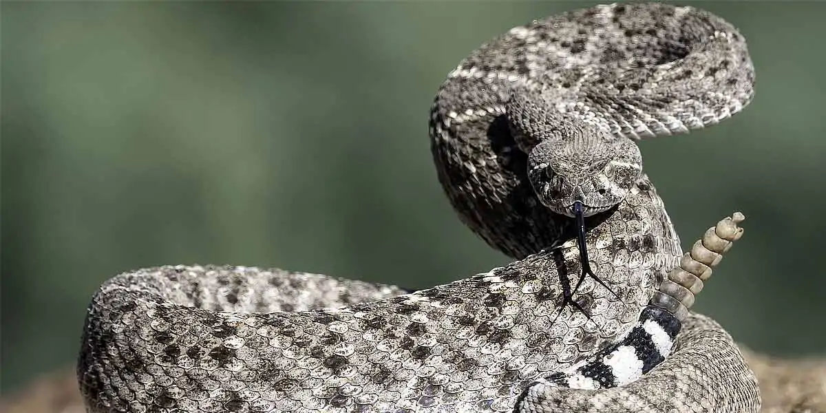 rattlesnake, snakes, reptiles