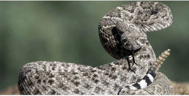 rattlesnake, snakes, reptiles