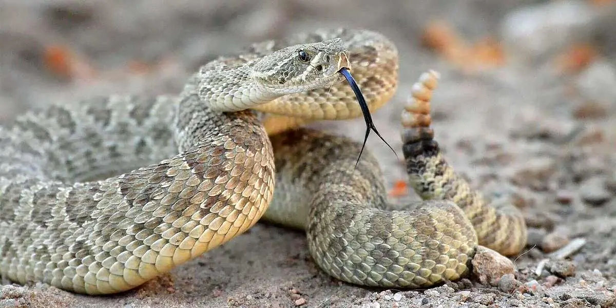rattlesnake, snakes, reptiles