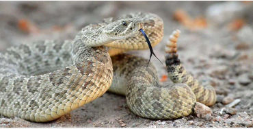 rattlesnake, snakes, reptiles