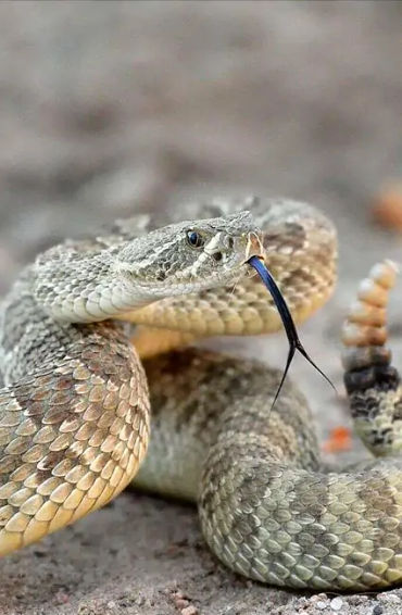 rattlesnake, snakes, reptiles