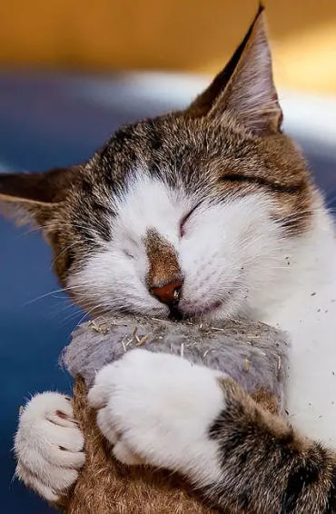 Catnip, cat, food, pet