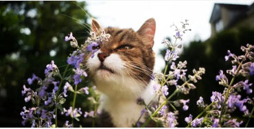 Catnip, cat, food, pet