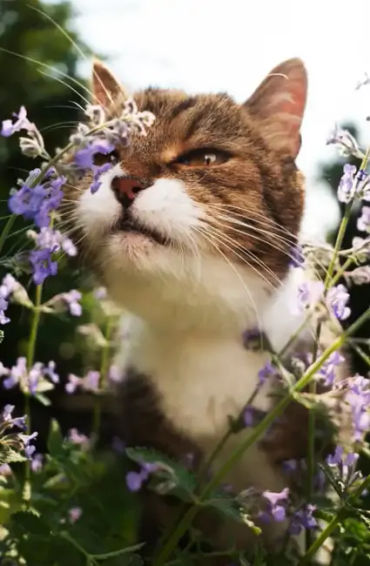 Catnip, cat, food, pet