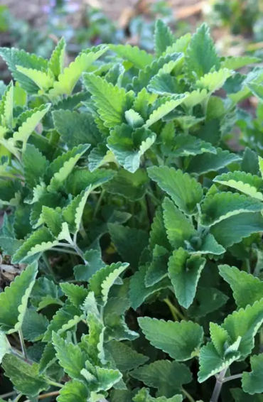 Catnip, cat, food, pet