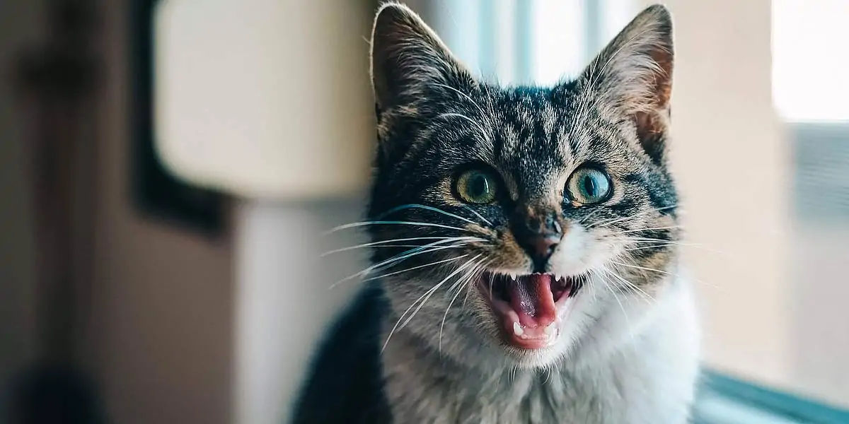 Catnip, cat, food, pet