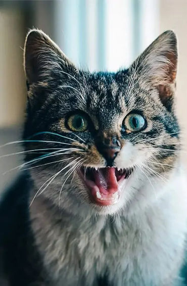 Catnip, cat, food, pet