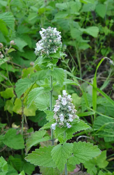 Catnip, cat, food, pet