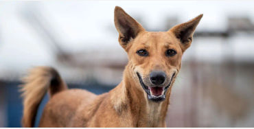 Pariah dogs 
