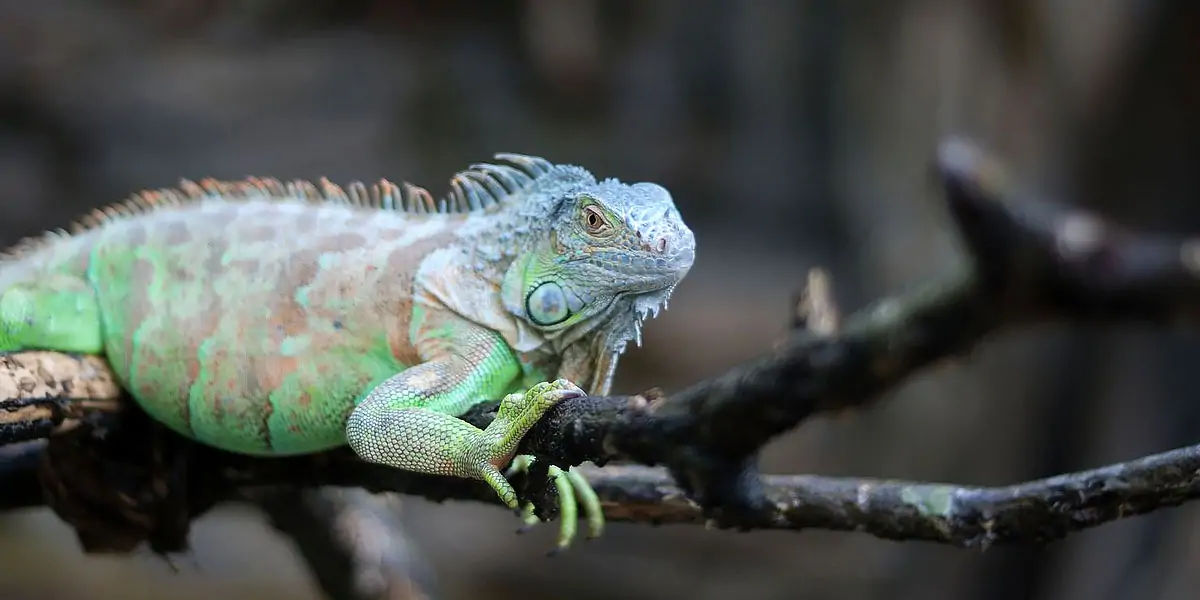 Iguana 