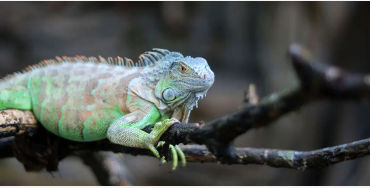 Iguana 