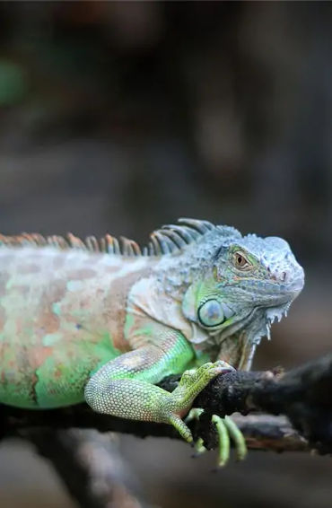 Iguana 