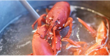 Lobsters 