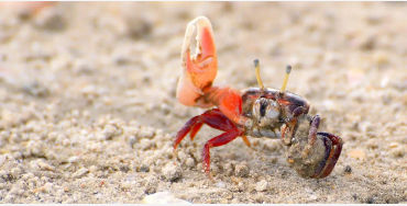 Crabs 
