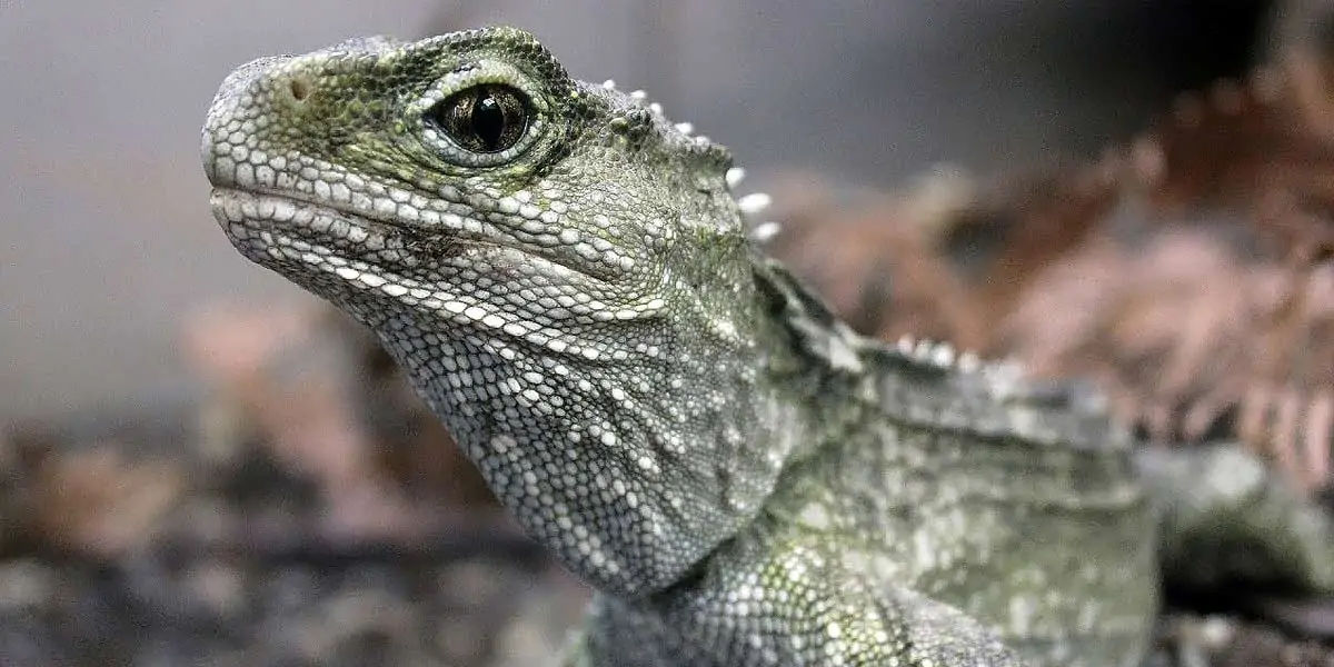 iguana