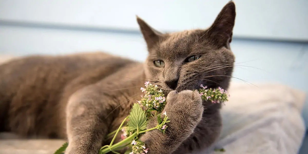 Catnip