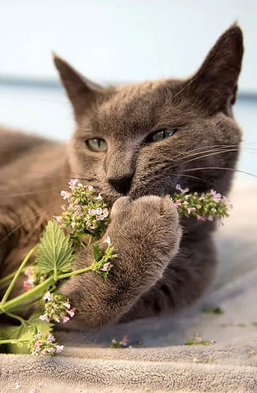 Catnip