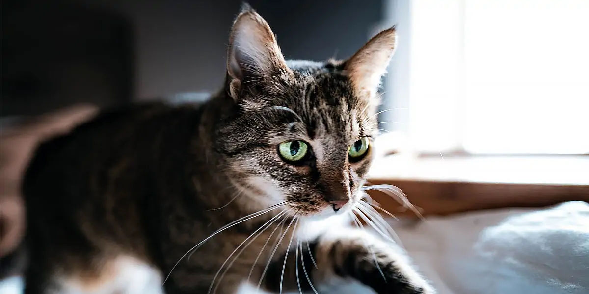 Catnip, cat, food, pet