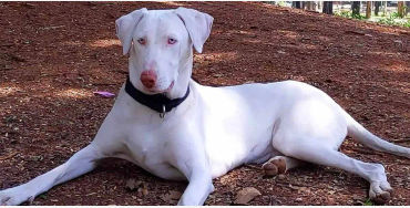 canine breeds