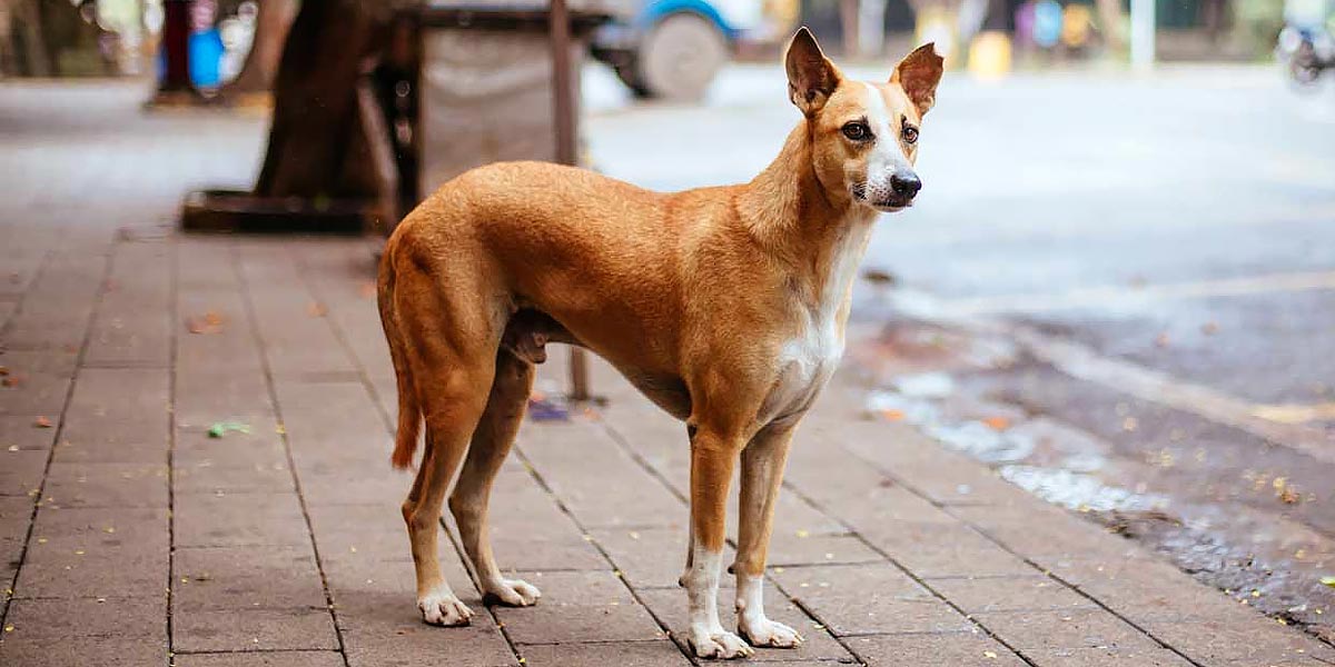 Indian pariah dog store facts