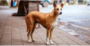 Indian, street dog, dogs