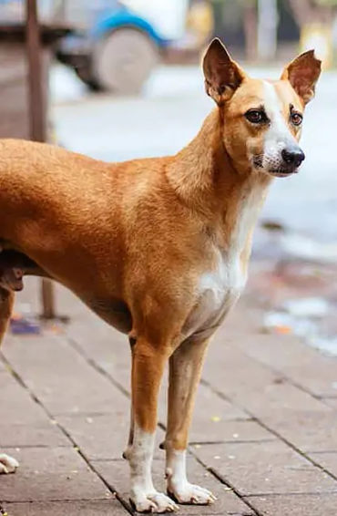 Indian, street dog, dogs