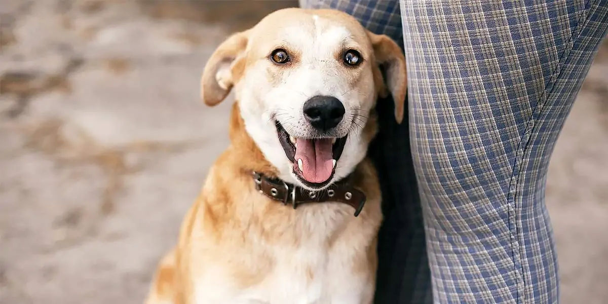 Indian, street dog, dogs