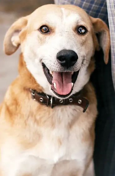 Indian, street dog, dogs